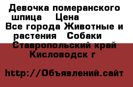 Девочка померанского шпица. › Цена ­ 40 000 - Все города Животные и растения » Собаки   . Ставропольский край,Кисловодск г.